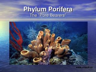 Phylum Porifera