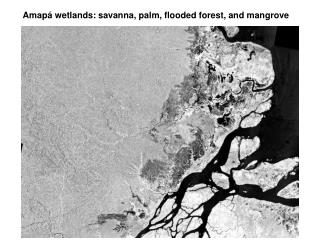 Amapá wetlands: savanna, palm, flooded forest, and mangrove