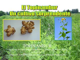 El Topinambur Un cultivo sorprendente