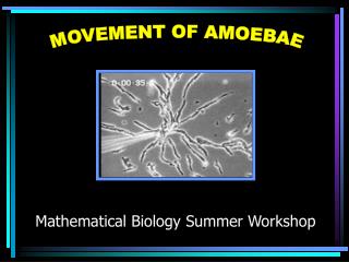 MOVEMENT OF AMOEBAE