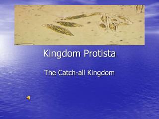 Kingdom Protista