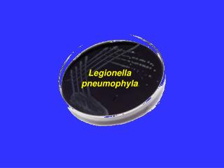 Legionella pneumophyla