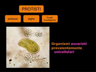 Organismi eucarioti prevalentemente unicellulari
