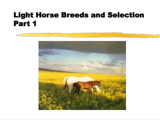 Light Horse Breeds and Selection Part 1