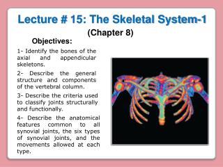 Lecture # 15: The Skeletal System-1