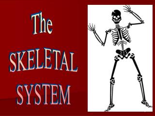 The SKELETAL SYSTEM