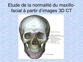 Etude de la normalité du maxillo-facial à partir d’images 3D CT