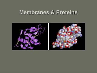 Membranes & Proteins