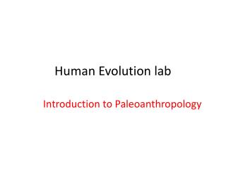 Human Evolution lab
