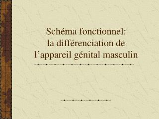 Schéma fonctionnel: la différenciation de l’appareil génital masculin