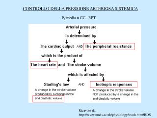 Ricavato da: umds.ac.uk/physiology/teach.htm#BDS