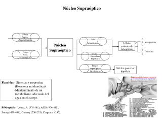 Núcleo Supraóptico