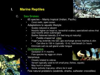 Marine Reptiles Sea Snakes 65 species – Mainly tropical (Indian, Pacific) Coral reefs, open ocean