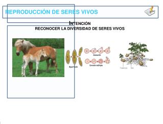 I NTENCIÓN R ECONOCER LA DIVERSIDAD DE SERES VIVOS