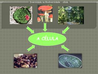 Diversidade na Biodiversidade – célula