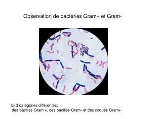 Observation de bactéries Gram+ et Gram-