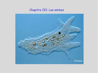 Chapitre III: Les amibes