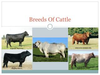 Breeds Of Cattle