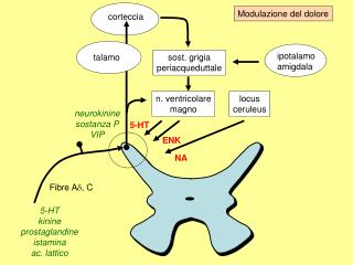 sost. grigia periacqueduttale