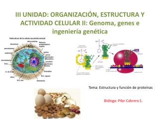 III UNIDAD: ORGANIZACIÓN, ESTRUCTURA Y ACTIVIDAD CELULAR II: Genoma, genes e ingeniería genética