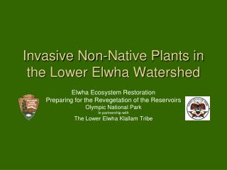 Invasive Non-Native Plants in the Lower Elwha Watershed