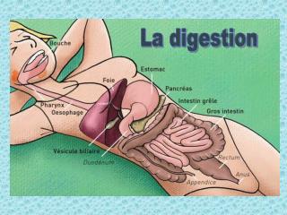 La digestion
