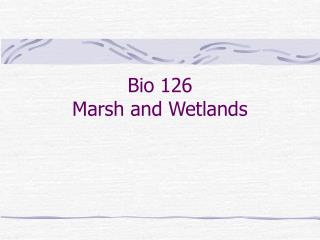 Bio 126 Marsh and Wetlands