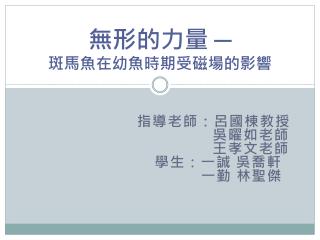 無形的力量 ─ 斑馬魚在幼魚時期受磁場的影響