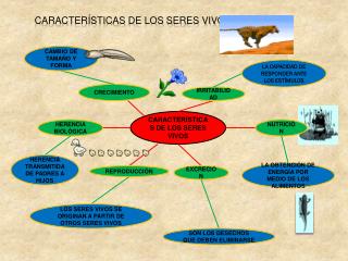 CARACTERÍSTICAS DE LOS SERES VIVOS