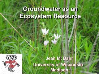 Groundwater as an Ecosystem Resource