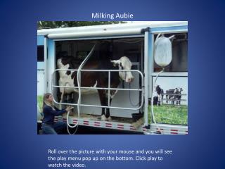 Milking Aubie