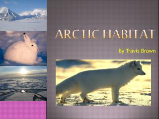 Arctic habitat