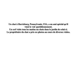 Un chat à Harrisburg, Pennsylvanie, USA, a un ami spécial qu'il vient le voir quotidiennement.