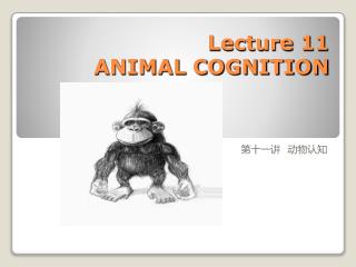 Lecture 11 ANIMAL COGNITION