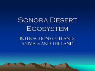 Sonora Desert Ecosystem