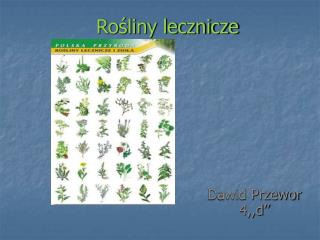Rośliny lecznicze