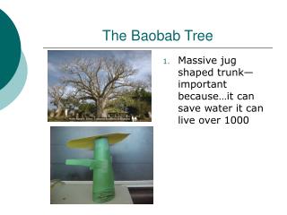 The Baobab Tree