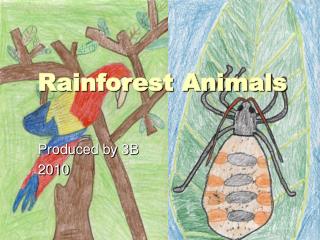 Rainforest Animals