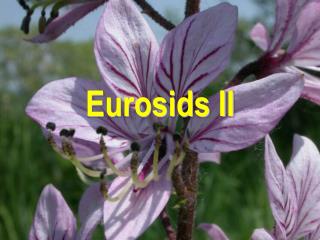 Eurosids II