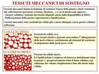 TESSUTI MECCANICI DI SOSTEGNO