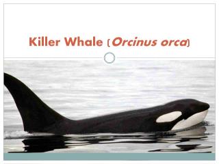 Killer Whale ( Orcinus orca )