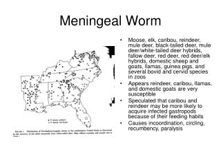 Meningeal Worm