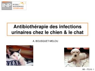 Antibiothérapie des infections urinaires chez le chien &amp; le chat