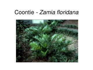 Coontie - Zamia floridana