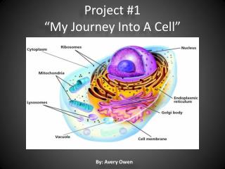 Project #1 “My Journey I nto A Cell”