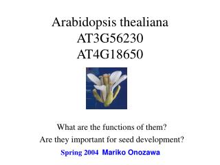 Arabidopsis thealiana AT3G56230 AT4G18650