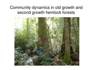 Community dynamics in old growth and second growth hemlock forests