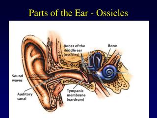 Parts of the Ear - Ossicles