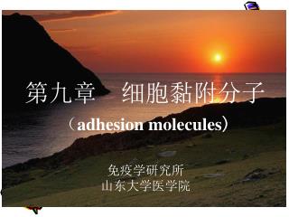 第九章 细胞黏附分子 （ adhesion molecules )