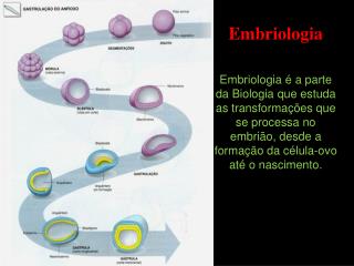 Embriologia